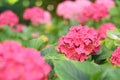 Pink flowers of ortensia in summer Royalty Free Stock Photo