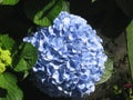 Hortensia Royalty Free Stock Photo