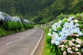 Wonderful road in Sao Miguel Island