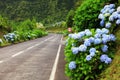 Wonderful road in Sao Miguel Island