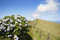 Hortensias in Faial, Azores