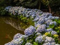 Hortensias Royalty Free Stock Photo