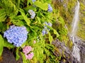 Hortensias by the Poco do Bacalhau Waterfall Royalty Free Stock Photo