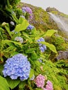 Hortensias by the Poco do Bacalhau Waterfall Royalty Free Stock Photo