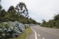 Hortensias in the Road to Gramado Royalty Free Stock Photo