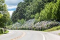 Hortensias in the Road to Gramado Royalty Free Stock Photo