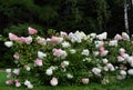 Hortensia hedge bush pink and white blossom - Hydrangea hedge