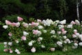 Hortensia, Hydrangea, hedge bush pink and white blossom - Hydrangea hedge