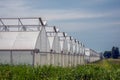 Horticultural greenhouses with open skylights