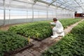 A horticultural scientist inspecting potatoes