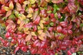 Horticultural variety of Nandina domestica. In Japan, it is called Otafukunanten. Berberidaceae evergreen shrub.