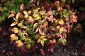 Horticultural variety of Nandina domestica. In Japan, it is called Otafukunanten. Berberidaceae evergreen shrub.