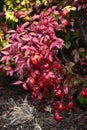 Horticultural variety of Nandina domestica. In Japan, it is called Otafukunanten. Berberidaceae evergreen shrub.