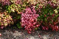 Horticultural variety of Nandina domestica. In Japan, it is called Otafukunanten. Berberidaceae evergreen shrub.