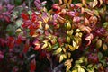 Horticultural variety of Nandina domestica. In Japan, it is called Otafukunanten. Berberidaceae evergreen shrub.