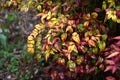 Horticultural variety of Nandina domestica. In Japan, it is called Otafukunanten. Berberidaceae evergreen shrub.