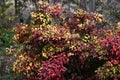 Horticultural variety of Nandina domestica. In Japan, it is called Otafukunanten. Berberidaceae evergreen shrub.