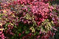 Horticultural variety of Nandina domestica. In Japan, it is called Otafukunanten. Berberidaceae evergreen shrub.