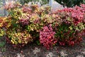 Horticultural variety of Nandina domestica. In Japan, it is called Otafukunanten. Berberidaceae evergreen shrub.