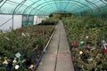 Interior of a horticultural greenhouse with flowers