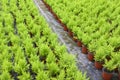 Horticulture with cupressus in a greenhouse