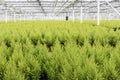 Horticulture with cypresses in a greenhouse