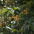 Horticulture of Gran Canaria - loquat, Eriobotrya japonica Royalty Free Stock Photo