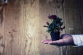 Pot with rose in a hand man suit background Royalty Free Stock Photo