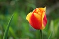 Horticulture Yellow red orange flower bud tulip in the green grass garden nature background for windows Royalty Free Stock Photo