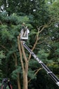 A horticulturist in a cherry picker is trimming a big tree