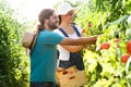 Horticulturist couple harvesting fresh tomatoes and putting on a basket from the garden. Royalty Free Stock Photo