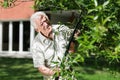 Horticulturist cutting tree branch