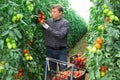 Horticulturist harvesting red tomatoes in farm glasshouse