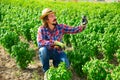 Horticulturist inspecting basil plants on farm field Royalty Free Stock Photo