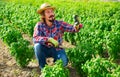 Horticulturist inspecting basil plants on farm field Royalty Free Stock Photo