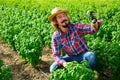 Horticulturist inspecting basil plants on farm field Royalty Free Stock Photo