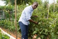 Horticulturist working with seedlings of eggplant in garden Royalty Free Stock Photo