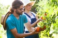 Horticulturist young couple harvesting fresh tomatoes and taking care the garden.