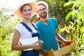 Horticulturist young couple looking at camera while harvesting fresh tomatoes in the garden. Royalty Free Stock Photo