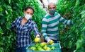 Horticulturists in medical masks harvesting tomatoes in hothouse Royalty Free Stock Photo
