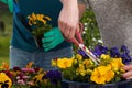 Horticulturists planting flowers Royalty Free Stock Photo