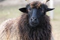 Hortobagy Racka Sheep with the face of the devil Royalty Free Stock Photo