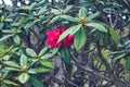 Rhododendron arboreum flower at Horton Plains National Park,Srilanka