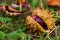 Horse chestnut in shell Royalty Free Stock Photo