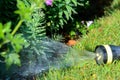 Hose pipe sprinkler watering garden lawn and flower bed