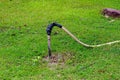 A hose for watering connect to the faucet with black rubber tight in the garden Royalty Free Stock Photo
