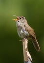 Hose wren singing