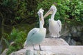 Hoshi Bashi pelicans stand on the rocks