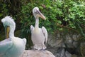 Hoshi Bashi pelicans stand on the rocks