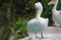 Hoshi Bashi pelicans stand on the rocks